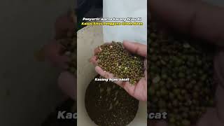 Cases of mung bean customers using wesort color sorter