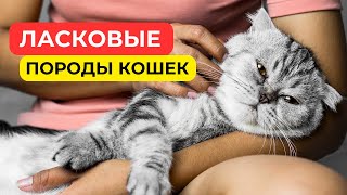 Эти породы кошек САМЫЕ ЛАСКОВЫЕ