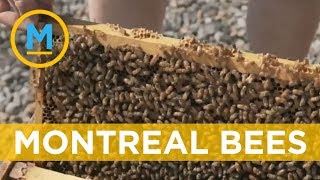 The benefits of Montreal’s urban beekeeping initiative | Your Morning