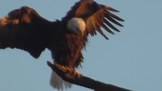 SWFL Eagles_Beautiful Harriet's Preen \u0026 Perch Party~The Hawks Join In 01-16-16