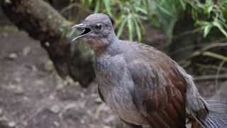 Lyrebird says: \