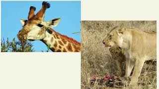 APES Chapter 3 Presentation - Ecosystems