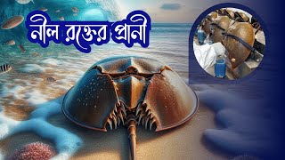 নীল রক্তের প্রানিটি চিকিৎসা বিজ্ঞানে সবচেয়ে বড় মিথ ! Blue Blood | Horseshoe Crab | Golok