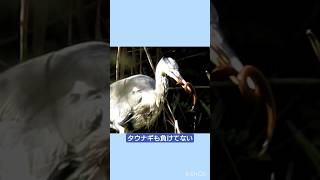 良く頑張りました Good job!  #grayheron #アオサギ #タウナギ #三宝寺池