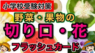 【小学校受験対策】これで完璧！野菜・果物の切り口・花 フラッシュカード 16