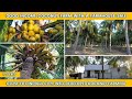 Good income coconut farm sale in Dindigul