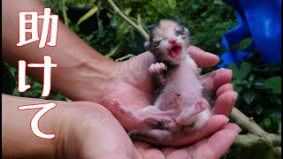 母猫に捨てられ助けを呼ぶ三毛猫の赤ちゃんを保護しました