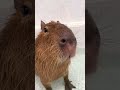 サトウキビ🎋 カピバラ capybara cute tokyo shorts