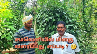 சமவெளியில் மிளகு வளர்க்கும் புதுக்கோட்டை விவசாயி பாலுச்சாமி peppar cultivation in plain land 🤔🤔🤔