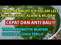 2 CARA MEMBUAT AIR KOLAM LELE MENJADI HIJAU, SEHAT & CEPAT !