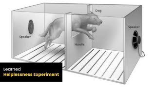 Learned Helplessness Experiment | Martin Seligman | Cognitive Dissonance Experiment | Online Docs