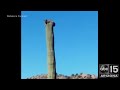 there s a bobcat on a cactus