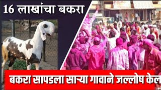 16 लाखांचा बकरा सापडला गावाने जल्लोष करीत मिरवणूक काढली