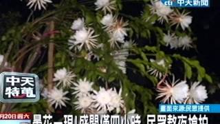 曇花一現！盛開僅四小時 民眾熬夜搶拍