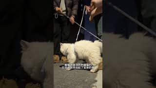 就挺突然的…猫咪 一种很新的亲亲方式抽象 遇到凡事不要慌