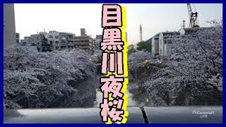 【東京の桜】第五弾 1/3　目黒川　夜桜 2021年3月29日配信【Live broadcast】5th Meguro River night cherry blossoms 29MAR2021