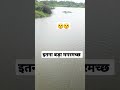 बड़ा मगरमच्छ है crocodile big size