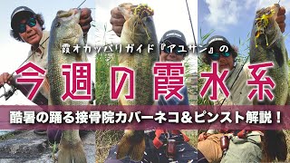 酷暑の霞水系を乗り切る！踊る接骨院カバーネコ＆ピンスト解説！『霞オカッパリガイド・アユサンの今週の霞水系』