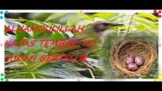 ALHAMDULILLAH KAPAS TEMBAK-KU BERTELUR