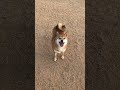 早くボールを投げてほしい柴犬