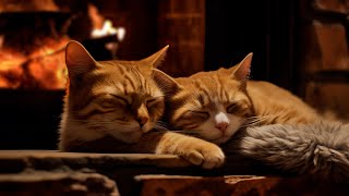 If you can't Sleep, listen to the Purring of these Cats 🔥 You will relax and fall asleep instantly