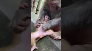 cute monkey baby love you momma 🥰😍💕 #shorts #short #shortvideo #shortsvideo #monkey