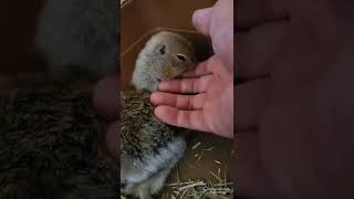 花子Hanakoともふもふタイム♥️#小動物 #かわいい #ground #ジリス #リチャードソンジリス #リス #もふもふ #モフモフ #キウイ