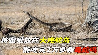 大连蛇岛2万条毒蛇，如果将蜜獾放在蛇岛，能把蛇全吃完吗？ #动物世界 #自然传奇 #大自然 #動物 #動物故事 #野生動物 #動物反殺 #万物有光 #动物世界 #自然传奇 #大自然 #動物 #動物故