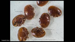 মৌমাছির মৃত উপর ল্যান্ডিং বোর্ড Saskatraz বনাম BeeWeaver, Varroa আপডেট, শোধক উড়ান
