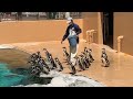 feeding penguin aqua world ibaraki oarai aquarium アクアワールド reynztv