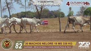 LOTE 82