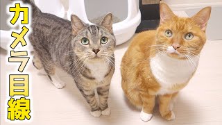 猫ズがお行儀良くカメラの前に。カメラ目線に癒される【猫 かわいい】