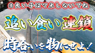 【海上釣堀】「水宝」これぞ追い食いリレーの真骨頂！篤とご覧あれ！！！