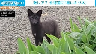 激レア？　“黒いキツネ”北海道に出現　その正体は…？(2022年7月25日)