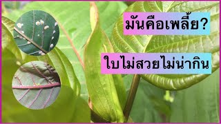 ใบกระท่อมหงิกงอใต้ใบมีจุด ใบไม่สวยไม่น่ากิน เพราะ?