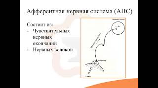 3.1. Средства, влияющие на афферентную нервную систему: введение