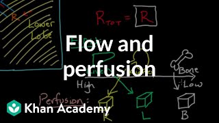 Flow and perfusion | Circulatory system physiology | NCLEX-RN | Khan Academy