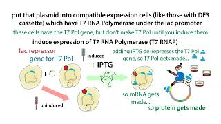 Inducible protein overexpression in bacteria with the T7 expression system