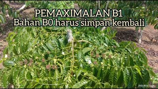 WAKTU YG TEPAT MELAKUKAN PENYIMPANAN BAHAN B0 KOPI SAMBUNG