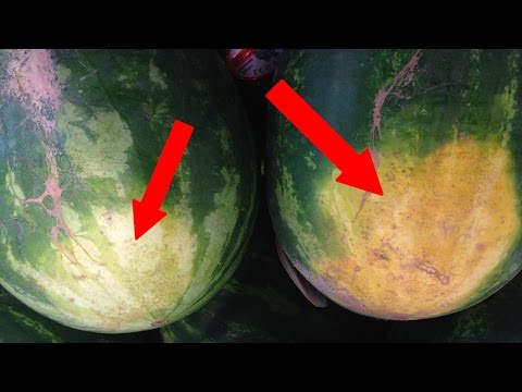 How To Pick The Perfect Watermelon How To Pick The Perfect Watermelon