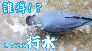 誰得！？カラスの行水　Who benefits? Crow's bath