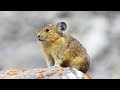 Le pika, cette petite crapule des montagnes - ZAPPING SAUVAGE