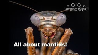 All about MANTIDS!