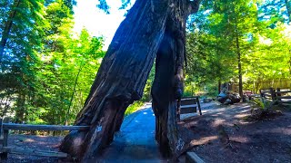 Avenue of the Giants scenic drive 4k