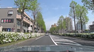 千葉県八千代市 ゆりのき通り 車載動画