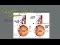 fisiopatología del glaucoma primario congénito.