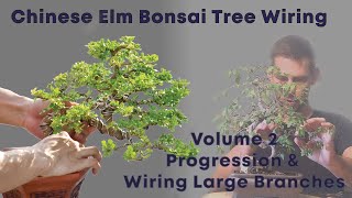 Chinese Elm Bonsai Wiring  Large Branches and Progression of Bonsai