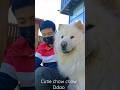 White #LionKing #강아지 #dog #cute #댕댕이 #dogs #trending #chowchow #9gagcute #처우차우 #doglife  #dogshorts