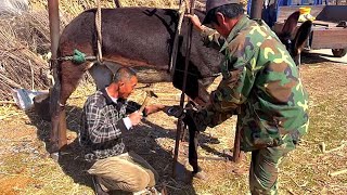 Ingenious Hoof Trimming Craft, Asian Traditional Farrier, Awesome