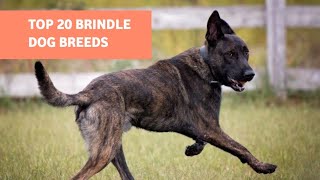 Top 20 Amazing Brindle Dog Breeds With a Stunning Coat (Guide 101)